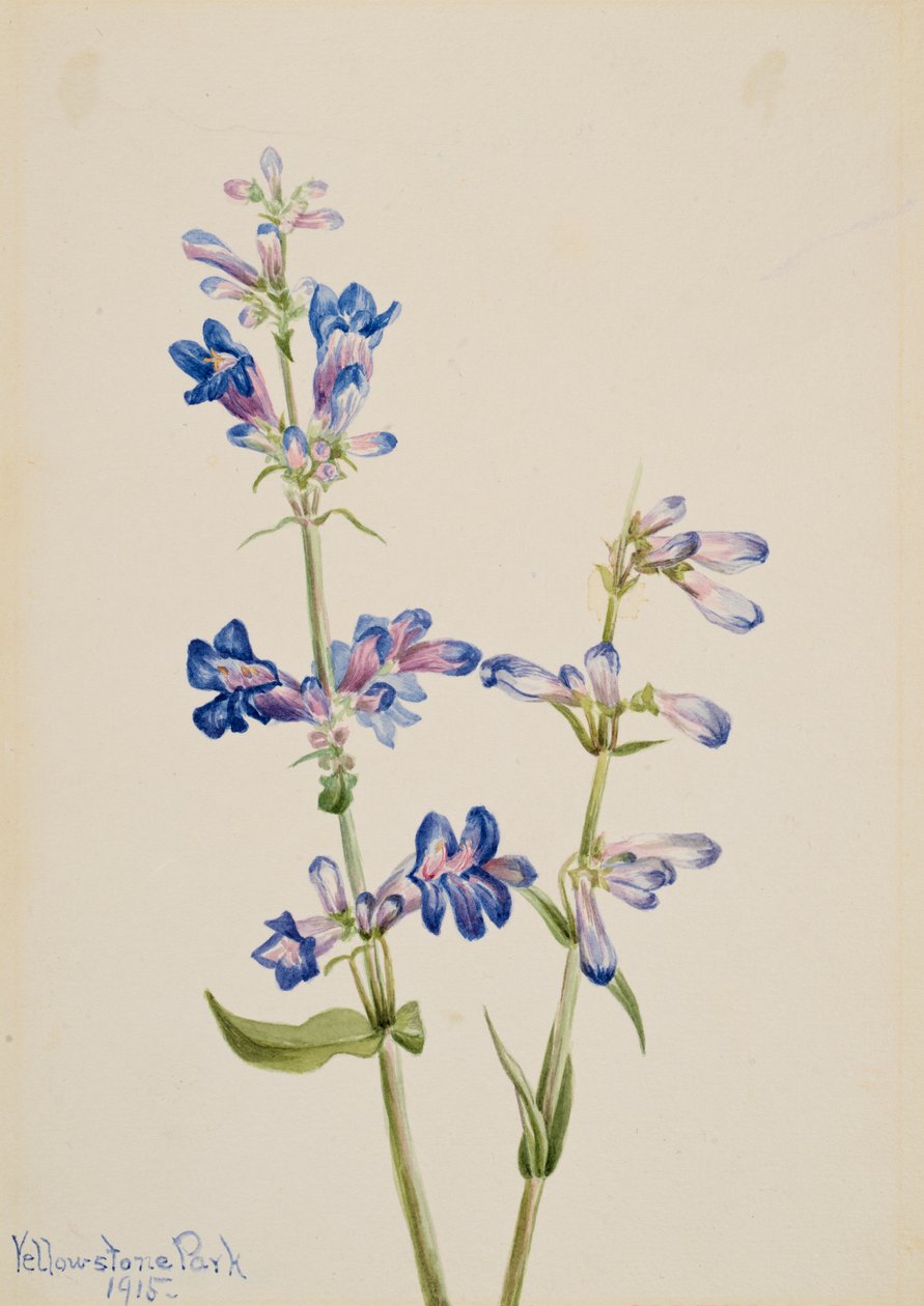 蓝胡子舌头Pentstemon，1915年。 作者 玛丽·沃克斯·沃尔科特