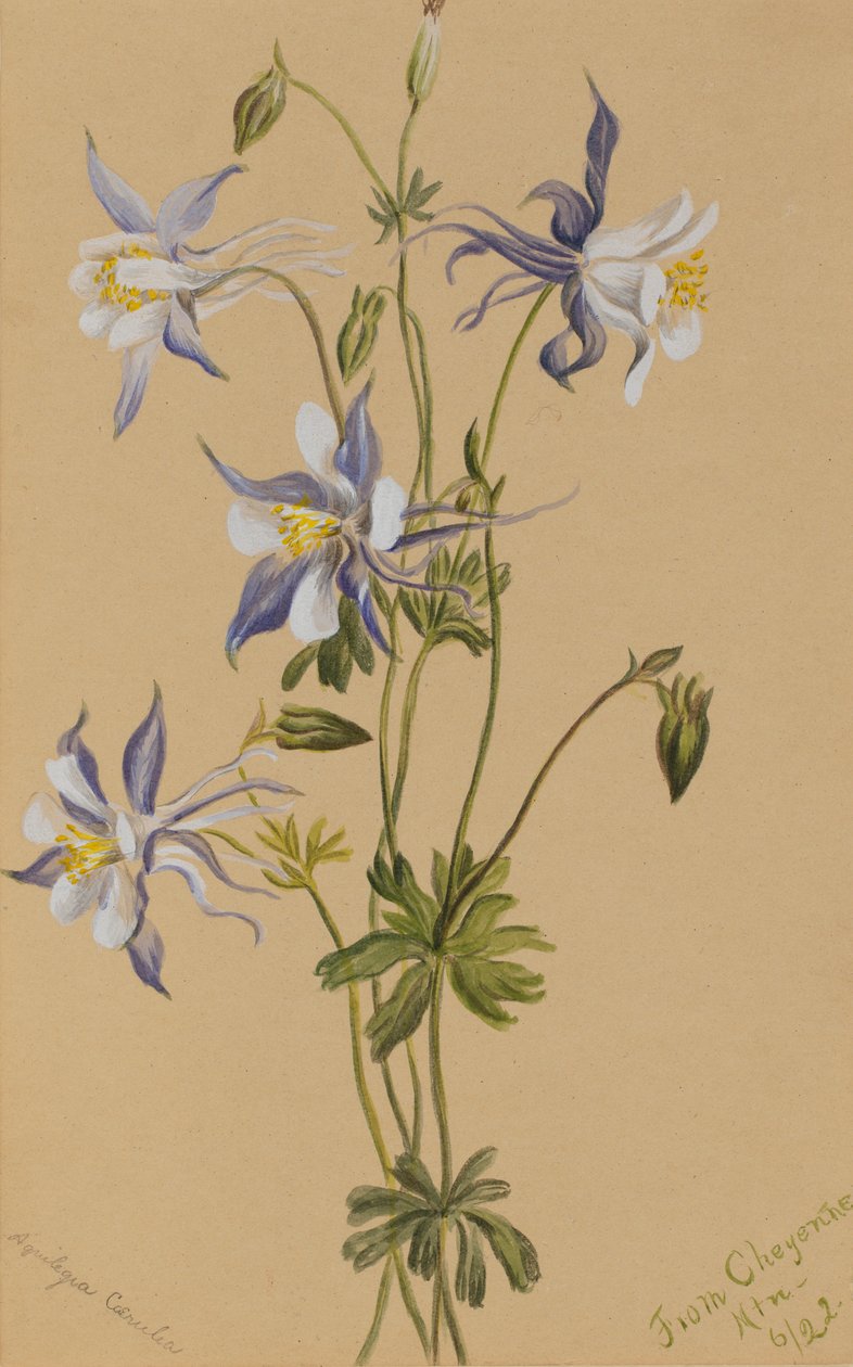 蓝色哥伦布（Aquilegia caerulea） 作者 玛丽·沃克斯·沃尔科特