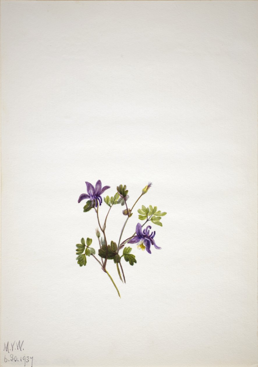 蓝色哥伦布（Aquilegia saximontana） 作者 玛丽·沃克斯·沃尔科特
