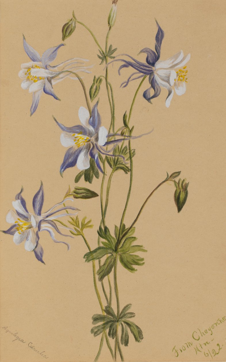 Blue Columbine Aquilegia caerulea, 1922. 作者 玛丽·沃克斯·沃尔科特