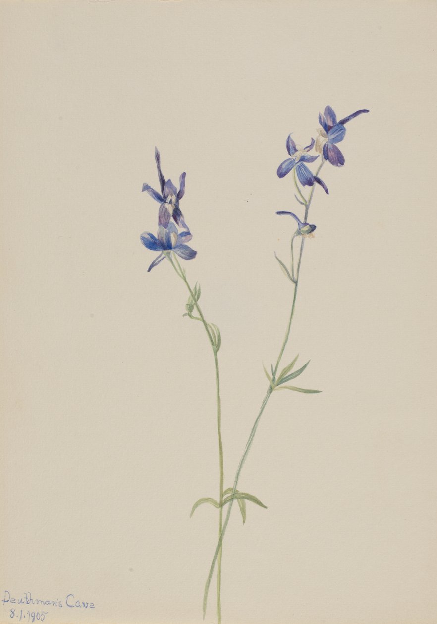 Blue Larkspur Delphinium nuttallianum, 1905. 作者 玛丽·沃克斯·沃尔科特