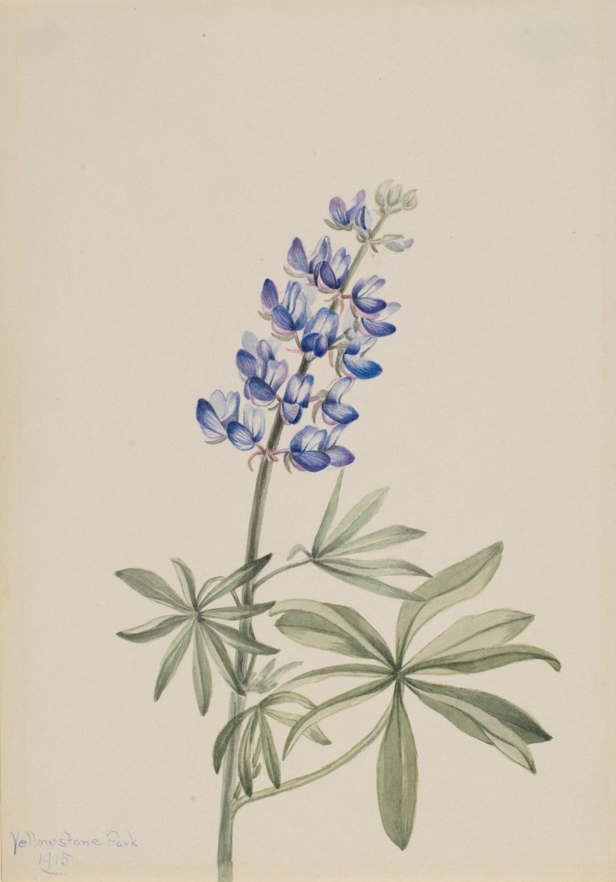 蓝色羽扇豆 Lupinus argenteus, 1915. 作者 玛丽·沃克斯·沃尔科特