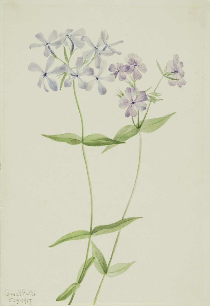 蓝花酢浆草（Phlox divaricata） 作者 玛丽·沃克斯·沃尔科特