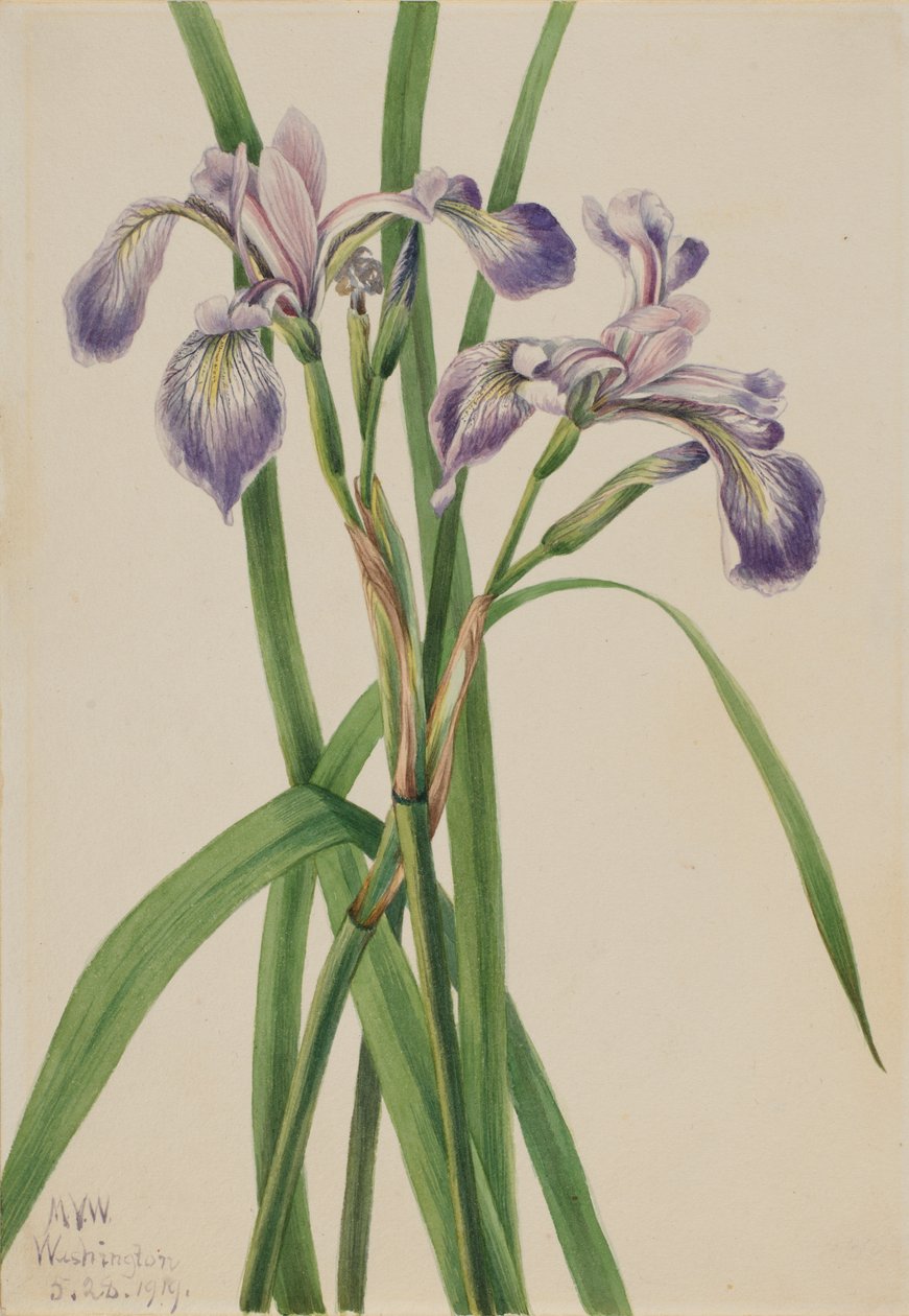 蓝旗鸢尾花 Iris versicolor, 1919. 作者 玛丽·沃克斯·沃尔科特