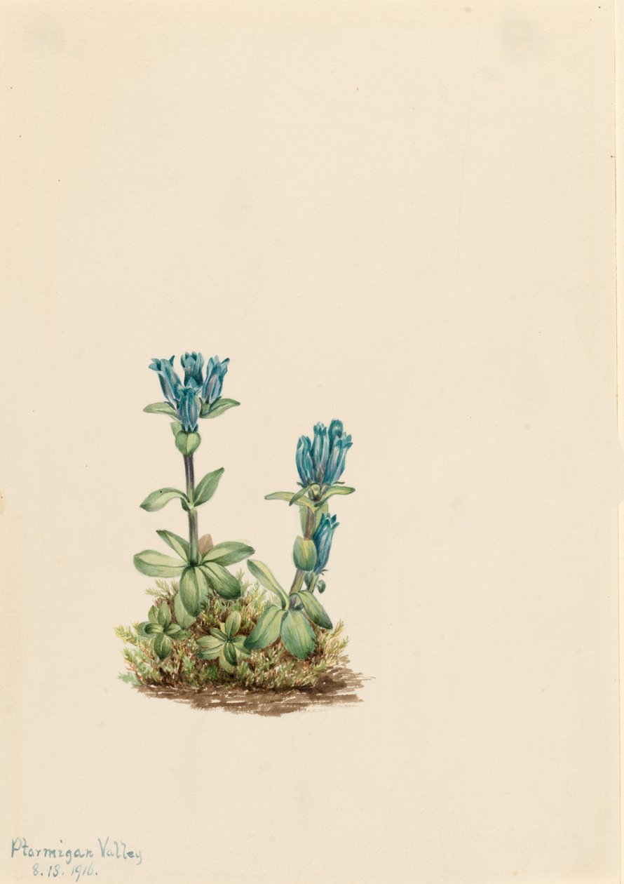 蓝绿龙胆 Gentiana glauca, 1916. 作者 玛丽·沃克斯·沃尔科特