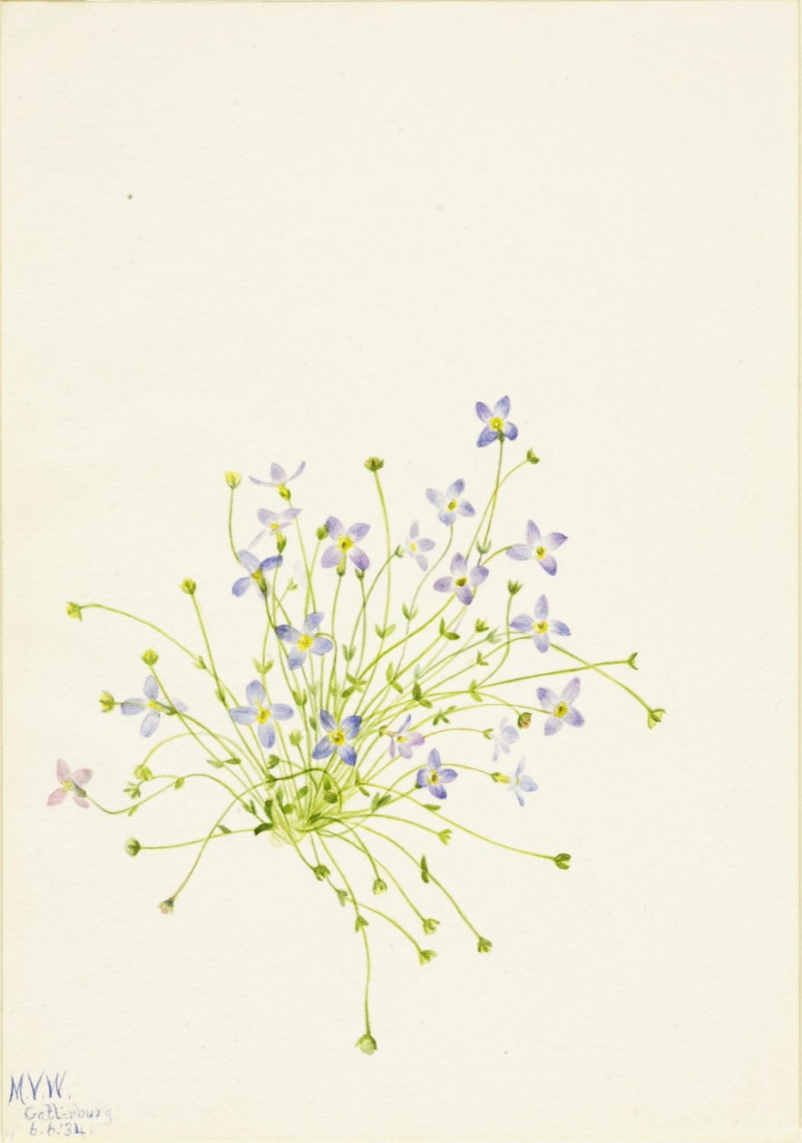 蓝花楹（Houstonia serpyllifolia） 作者 玛丽·沃克斯·沃尔科特