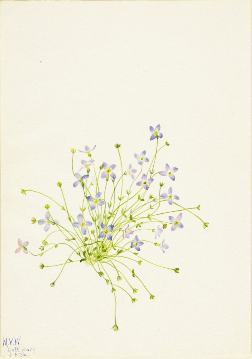 Bluets Houstonia serpyllifolia, 1934. 作者 玛丽·沃克斯·沃尔科特