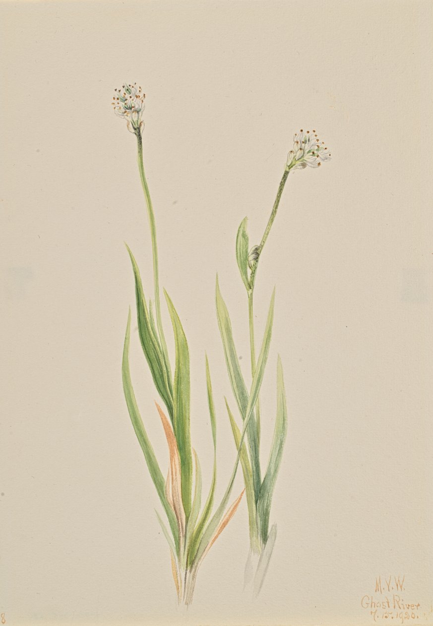 沼泽-Asphodel Tofieldia intermedia, 1920. 作者 玛丽·沃克斯·沃尔科特