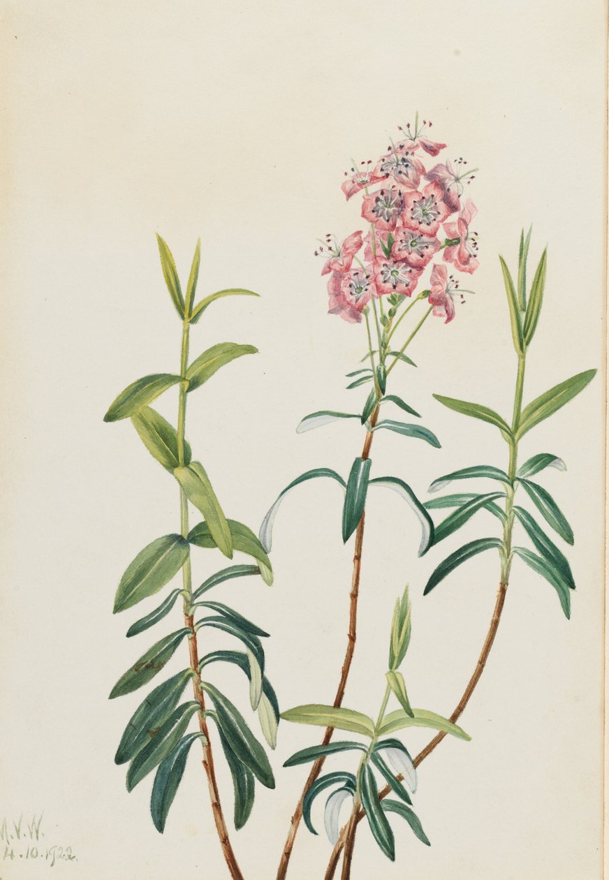 沼泽凯兰（Kalmia polifolia） 作者 玛丽·沃克斯·沃尔科特