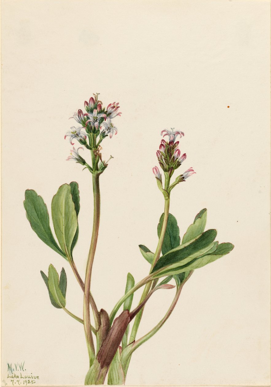 鹅掌楸（Menyanthes trifoliata） 作者 玛丽·沃克斯·沃尔科特