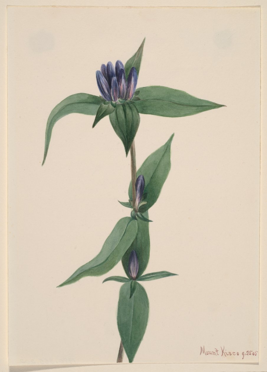 瓶龙胆 Gentiana saponaria, 1905. 作者 玛丽·沃克斯·沃尔科特