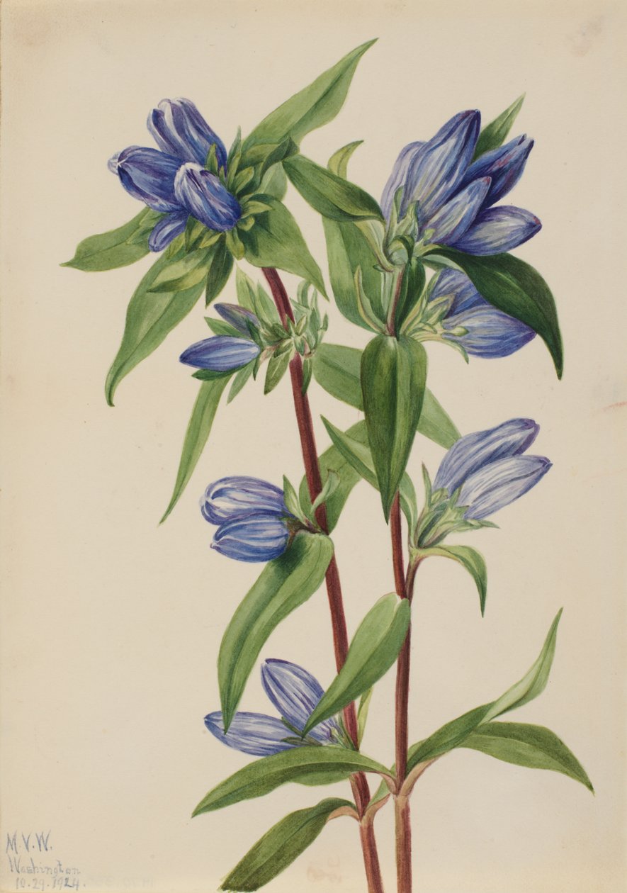 瓶龙胆 Gentiana saponaria, 1924. 作者 玛丽·沃克斯·沃尔科特