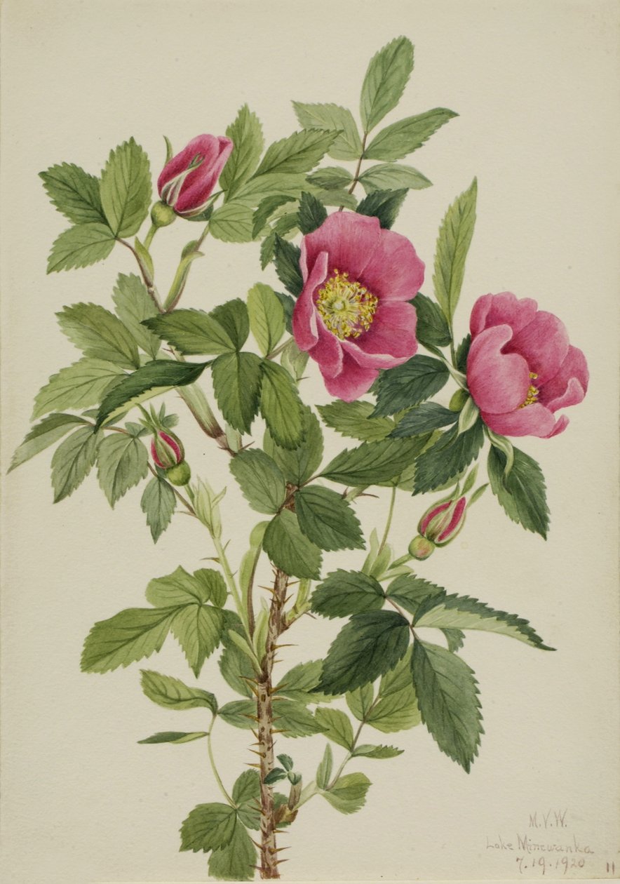玫瑰花蕾（Rosa bourgeauiana） 作者 玛丽·沃克斯·沃尔科特