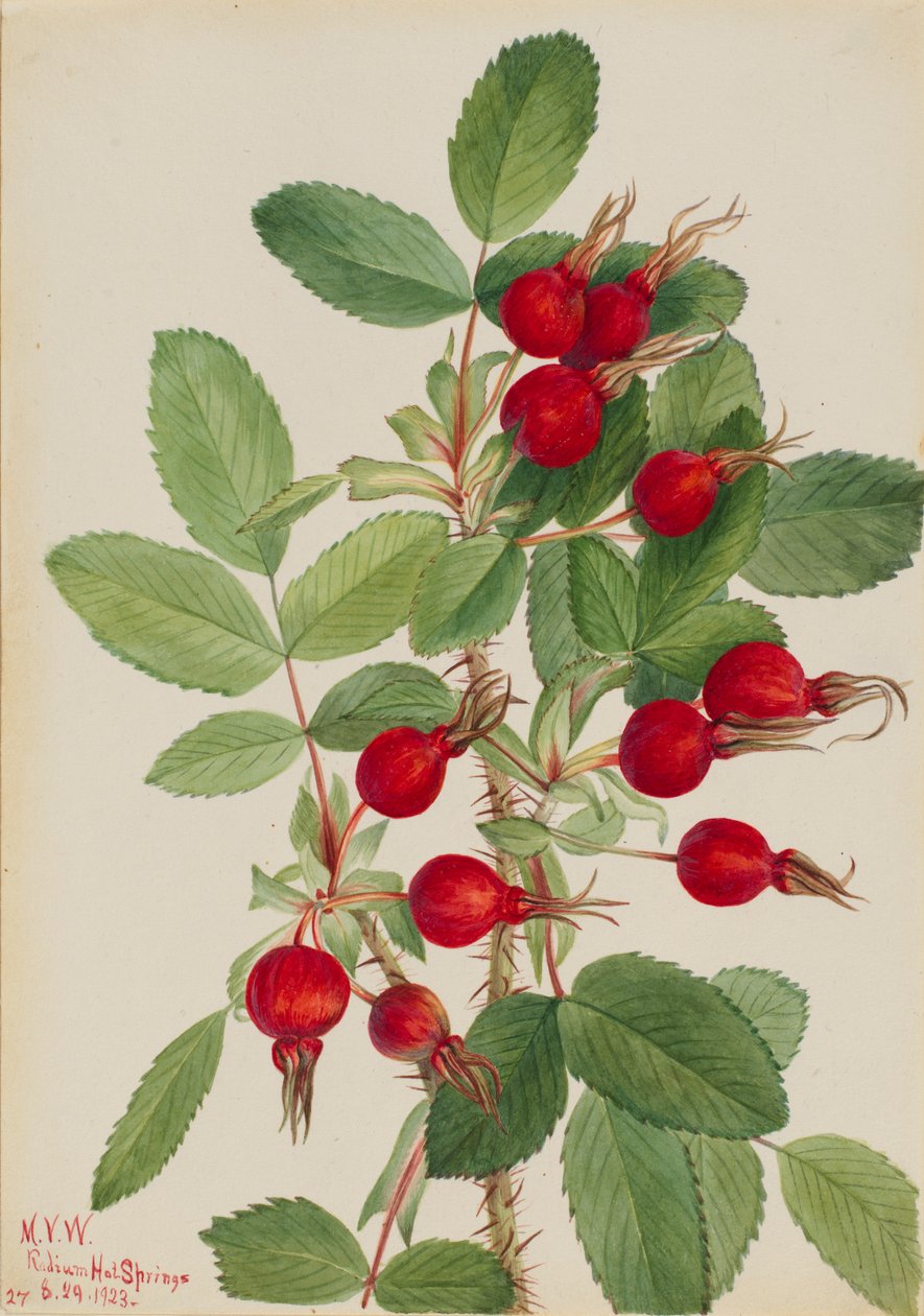 Bourgeau Rose Rosa bourgeauiana, 1923. 作者 玛丽·沃克斯·沃尔科特