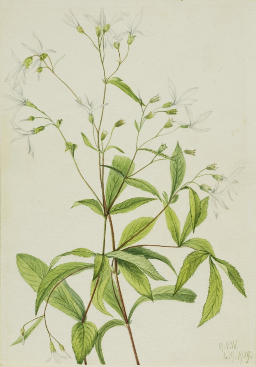 Bowmansroot Porteranthus trifoliatus，1919。 作者 玛丽·沃克斯·沃尔科特