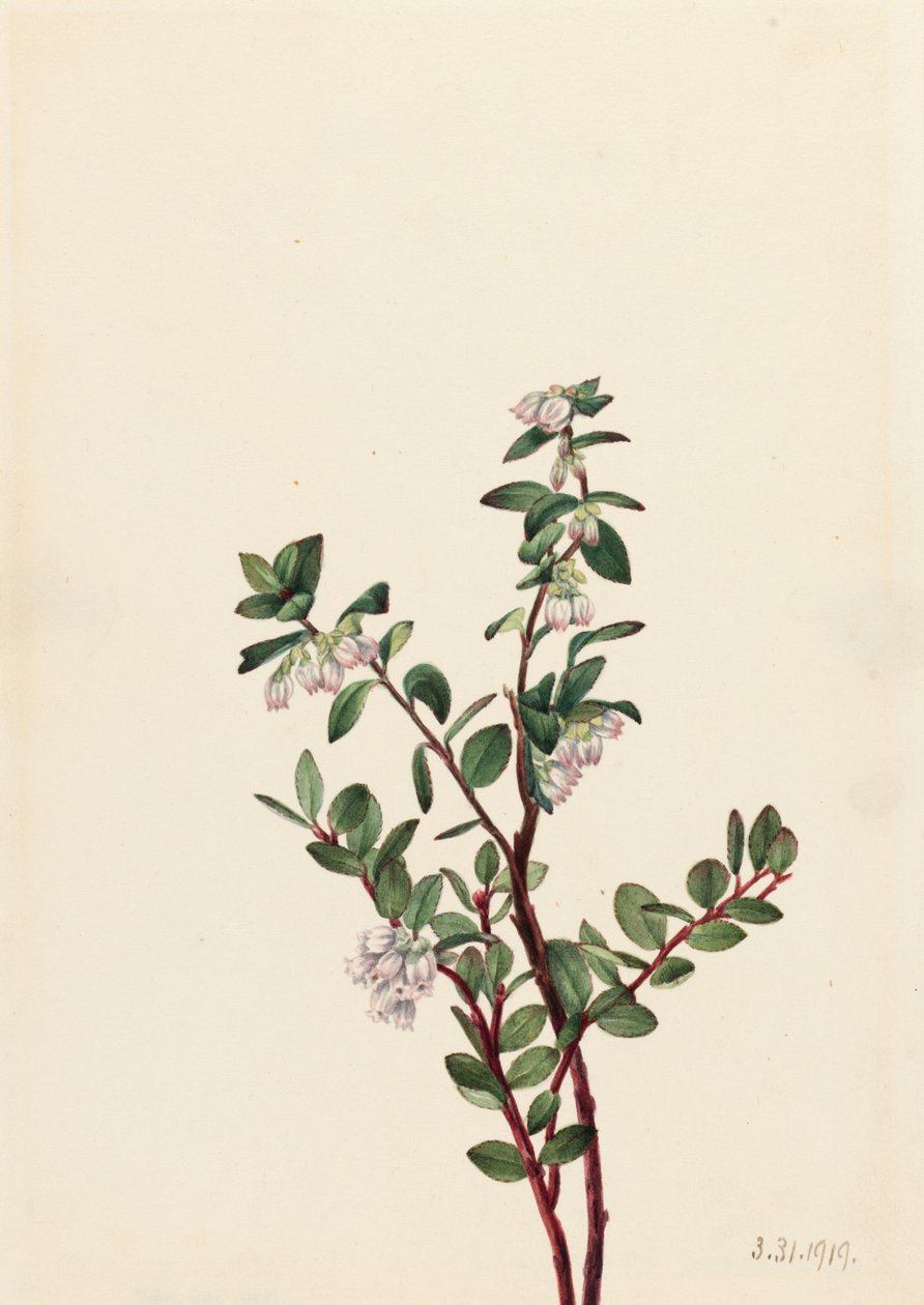 盒装胡瓜子 Gaylussacia brachycera, 1919. 作者 玛丽·沃克斯·沃尔科特