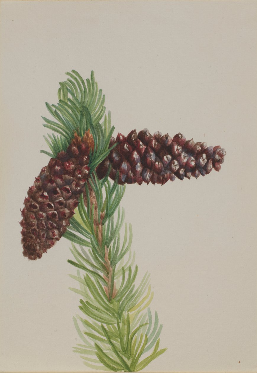 鬃松（Pinus aristata） 作者 玛丽·沃克斯·沃尔科特
