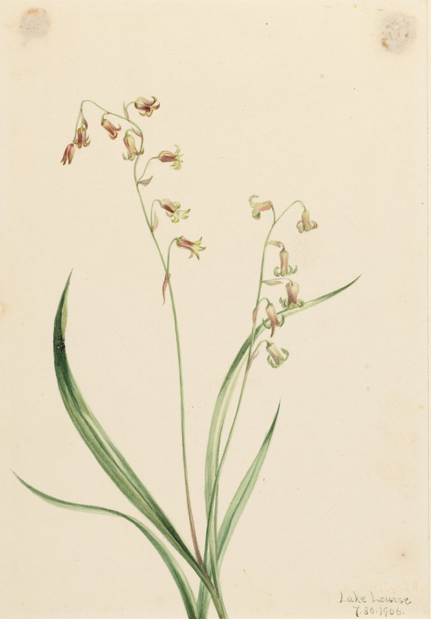 铜铃花（Stenanthium occidentale） 作者 玛丽·沃克斯·沃尔科特