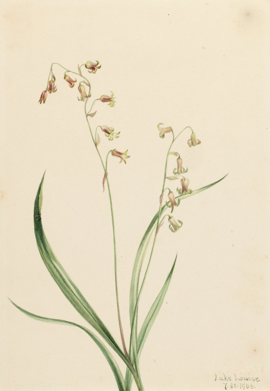 Bronzebells Stenanthium occidentale, 1906. 作者 玛丽·沃克斯·沃尔科特