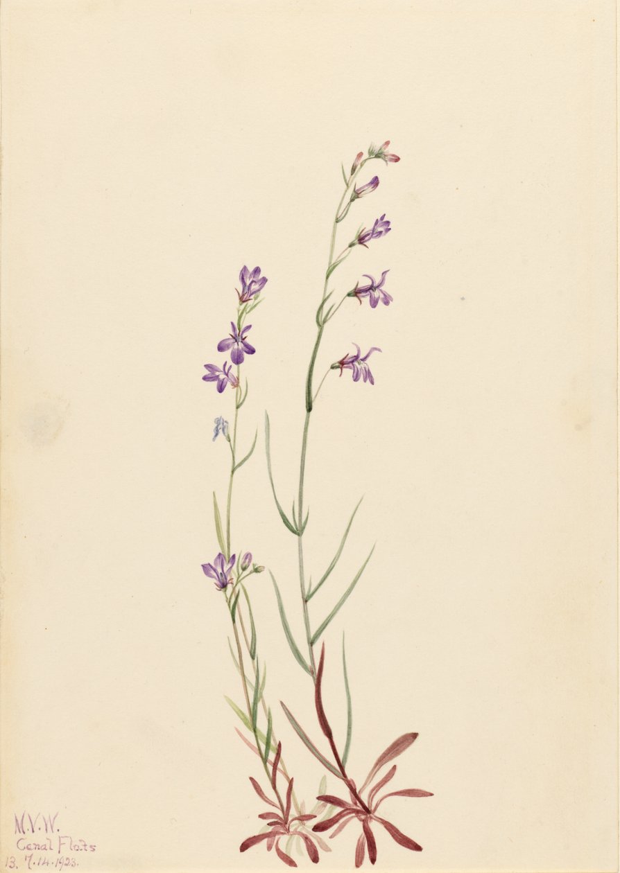 小溪龙舌兰（Lobelia kalmii） 作者 玛丽·沃克斯·沃尔科特