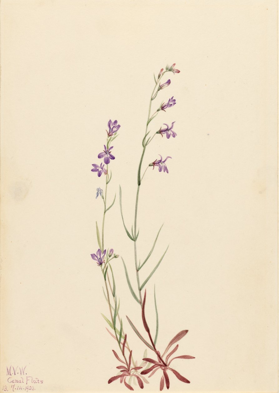 Brook Lobelia Lobelia kalmii, 1923. 作者 玛丽·沃克斯·沃尔科特