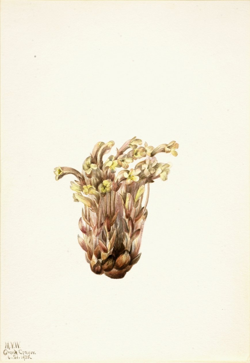 扫帚菜（Orobanche fasciculata） 作者 玛丽·沃克斯·沃尔科特