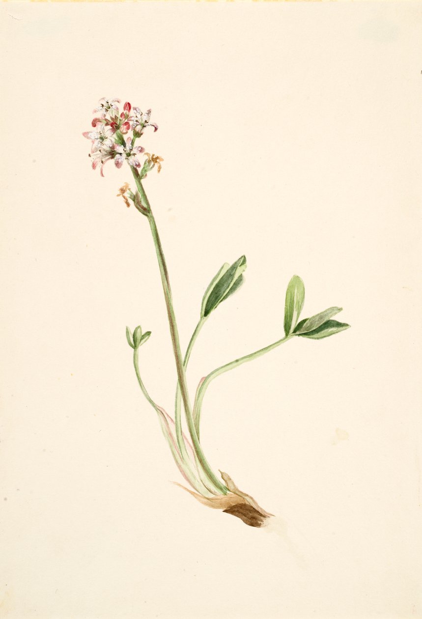 Buckbean Menyanthes trifoliata, ca. 1900-1920. 作者 玛丽·沃克斯·沃尔科特