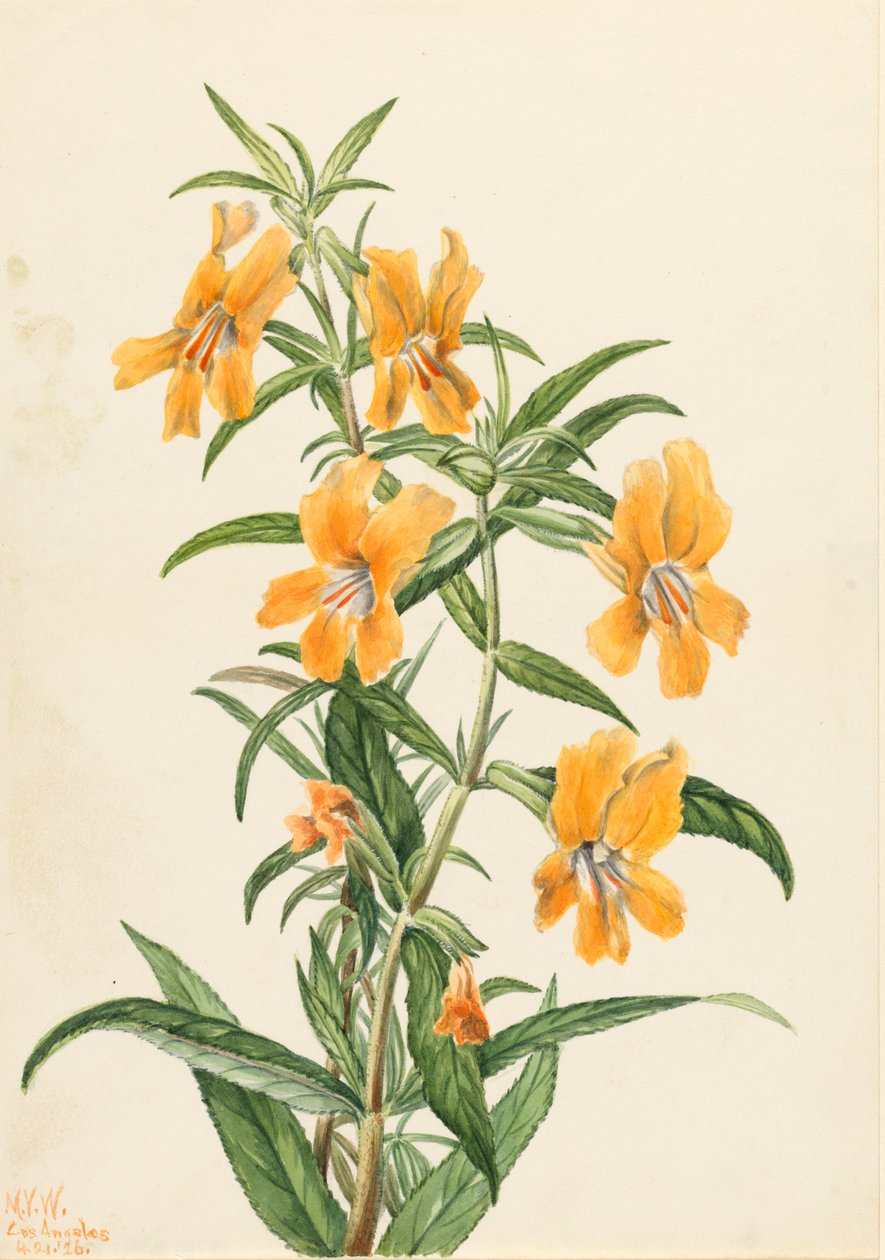 Buff Monkeyflower Diplacus longiflorus, 1926. 作者 玛丽·沃克斯·沃尔科特