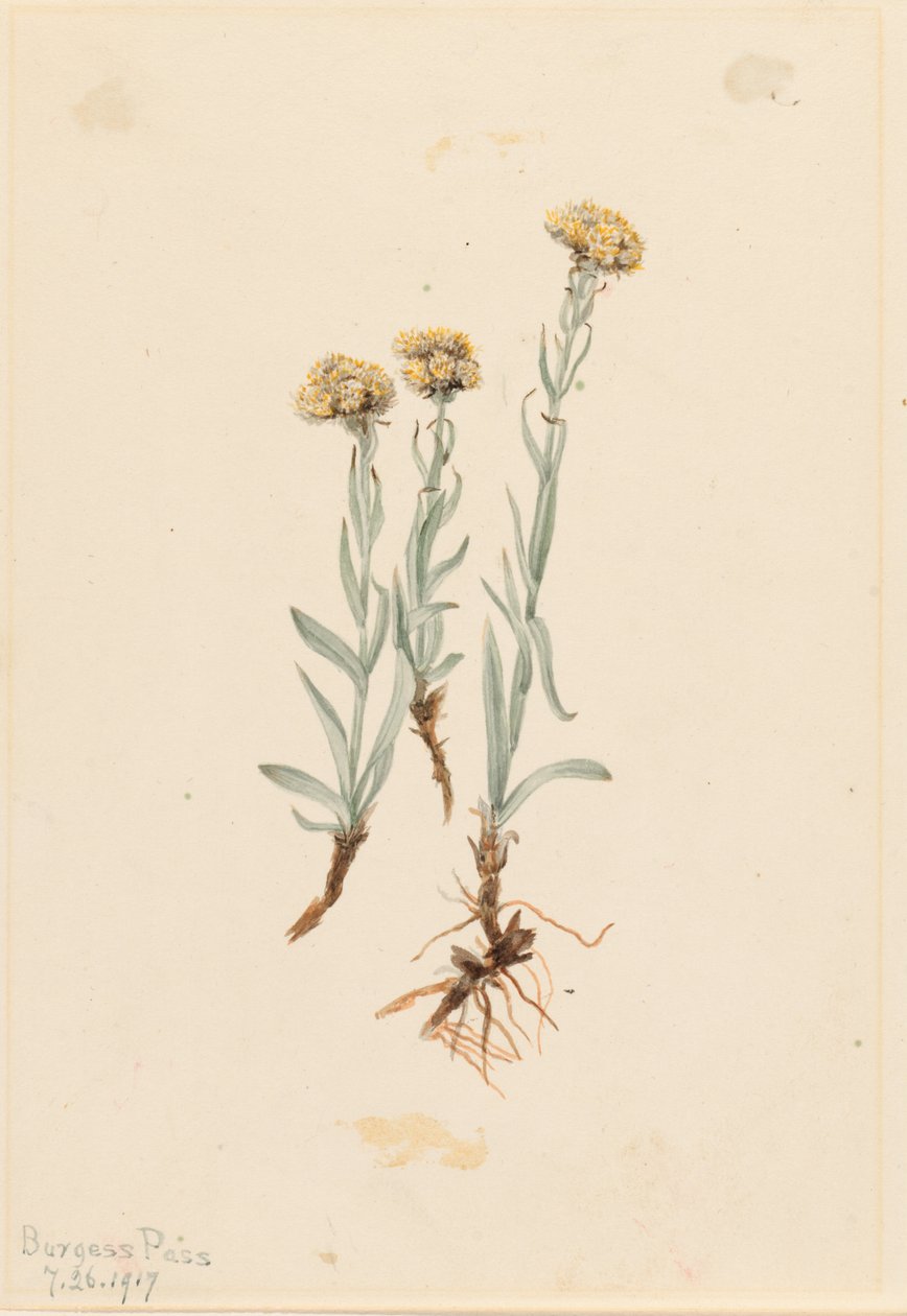 水仙花（Antennaria luzuloides） 作者 玛丽·沃克斯·沃尔科特
