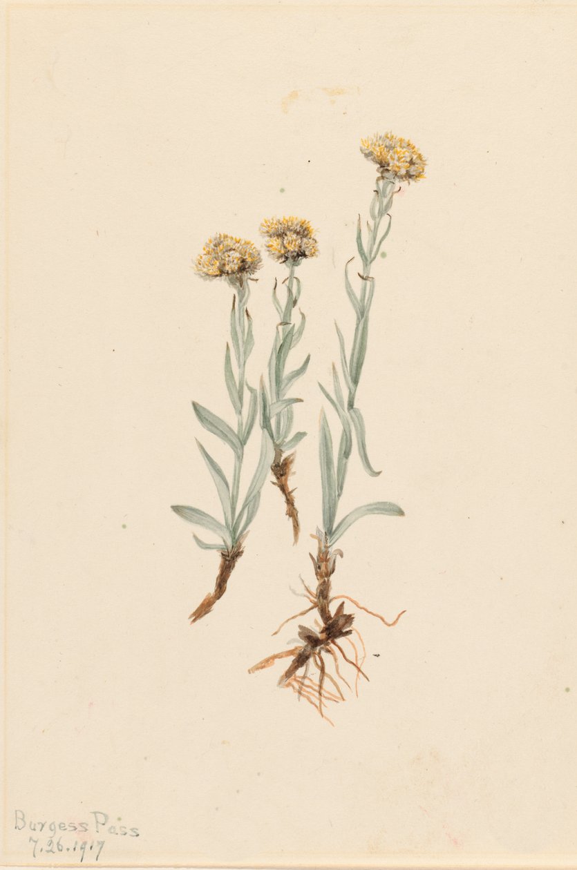 Buff Pussytoes Antennaria luzuloides, 1917. 作者 玛丽·沃克斯·沃尔科特