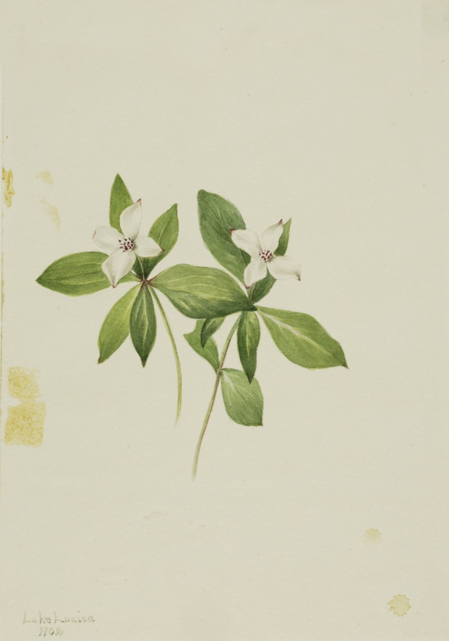 Bunchberry Cornus canadensis, 1902. 作者 玛丽·沃克斯·沃尔科特