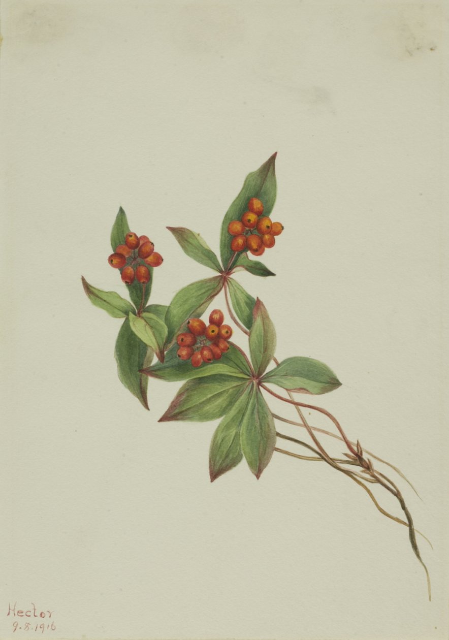 Bunchberry Cornus canadensis, 1916. 作者 玛丽·沃克斯·沃尔科特