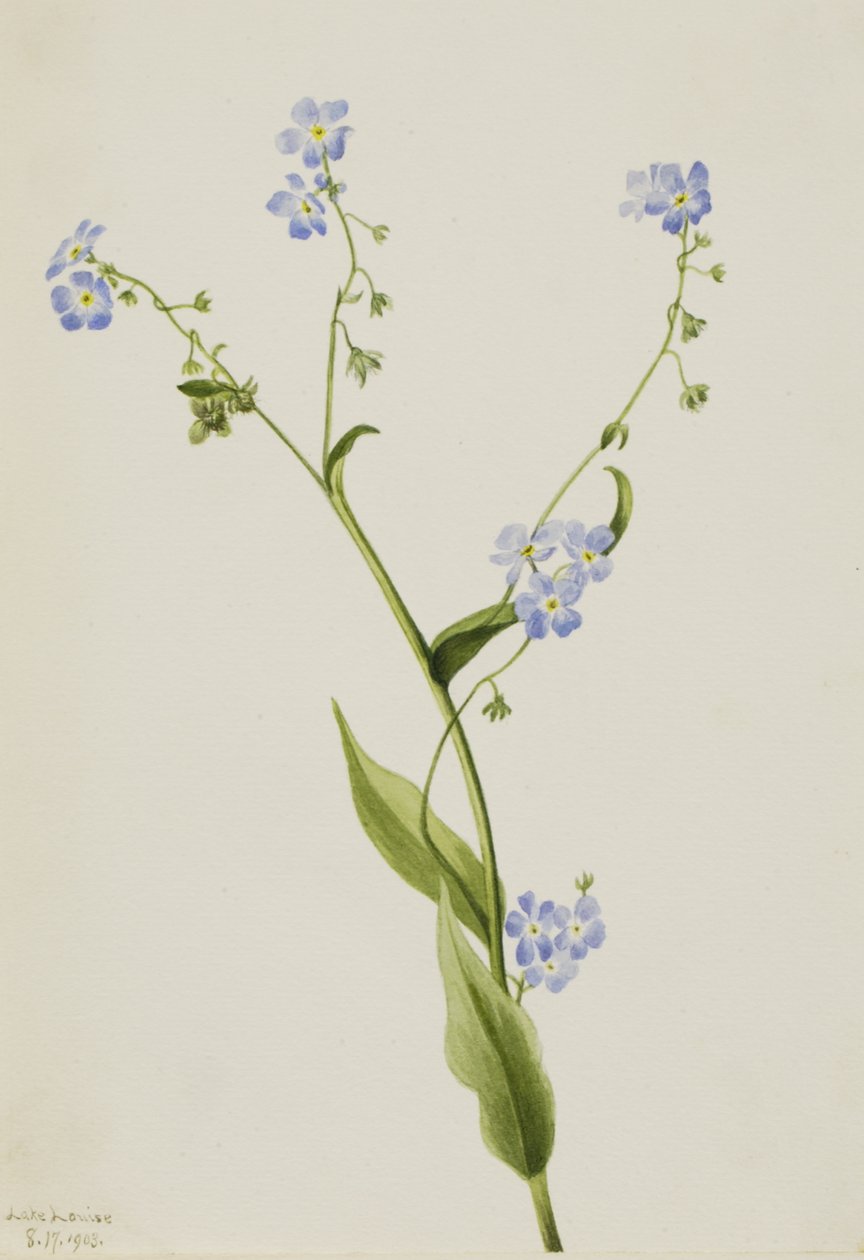 Bur-forget-me-not Lappula diffusa, 1903. 作者 玛丽·沃克斯·沃尔科特