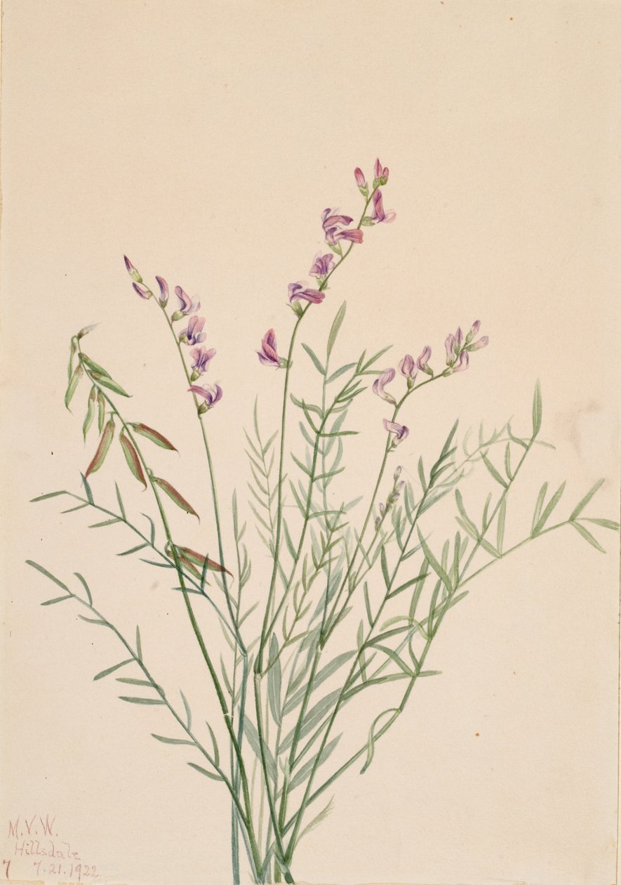 Burgess Milkvetch Astragalus bourgovii, 1922. 作者 玛丽·沃克斯·沃尔科特