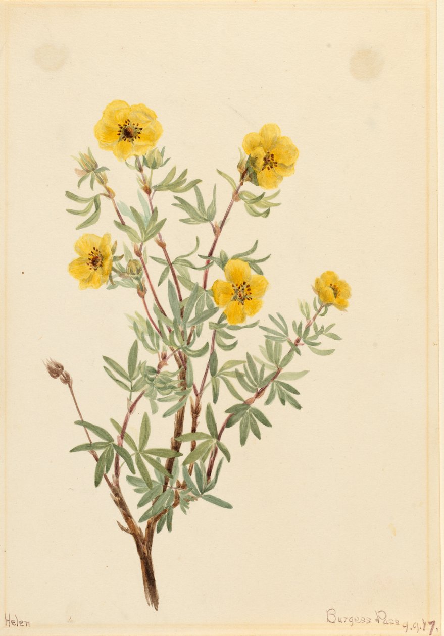 Bush Cinquefoil Potentilla fruticosa, 1917. 作者 玛丽·沃克斯·沃尔科特