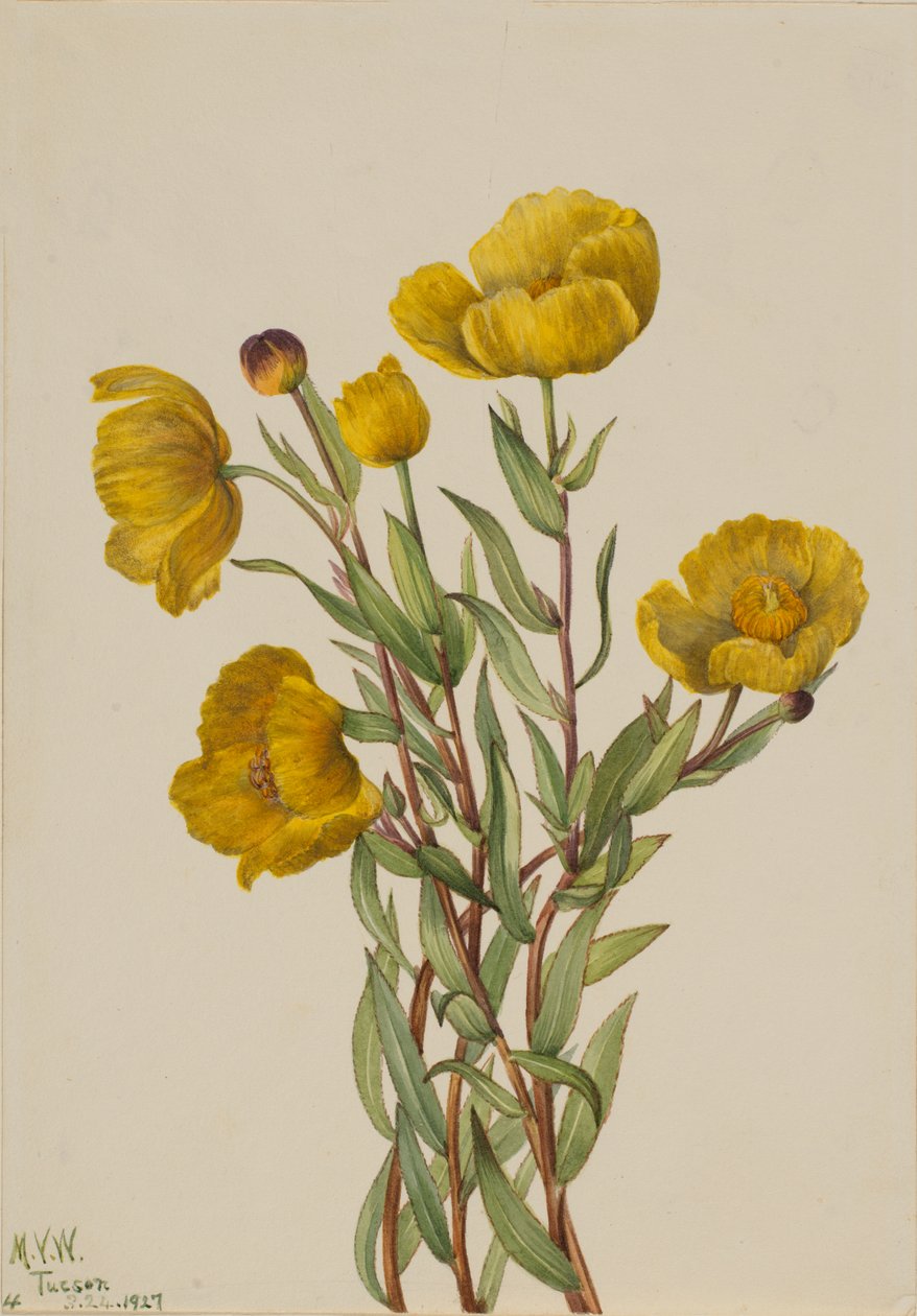 Bushpoppy Dendromecon rigidum, 1927. 作者 玛丽·沃克斯·沃尔科特
