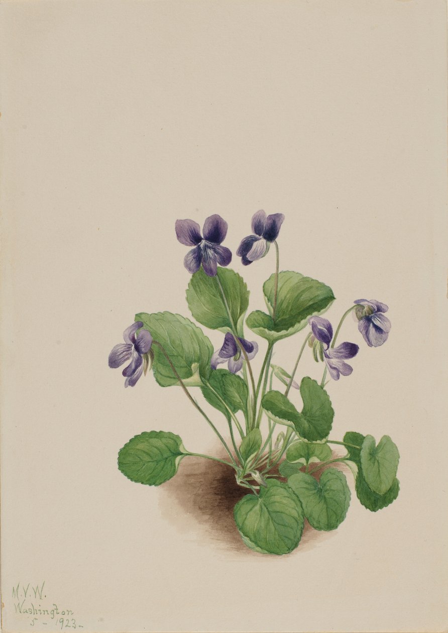 蝴蝶紫（Viola papilionacea） 作者 玛丽·沃克斯·沃尔科特