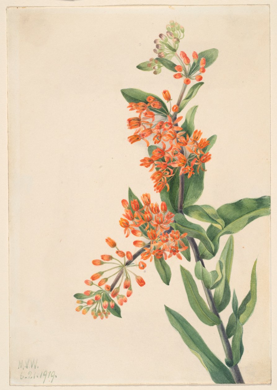 蝴蝶草（Ascelpias tuberosa） 作者 玛丽·沃克斯·沃尔科特
