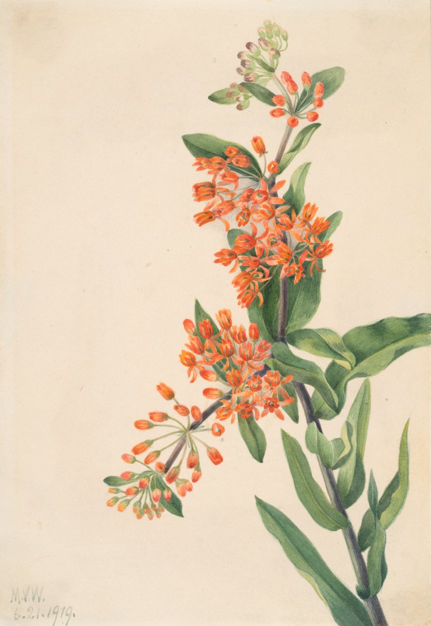 蝴蝶草Ascelpias tuberosa，1919。 作者 玛丽·沃克斯·沃尔科特