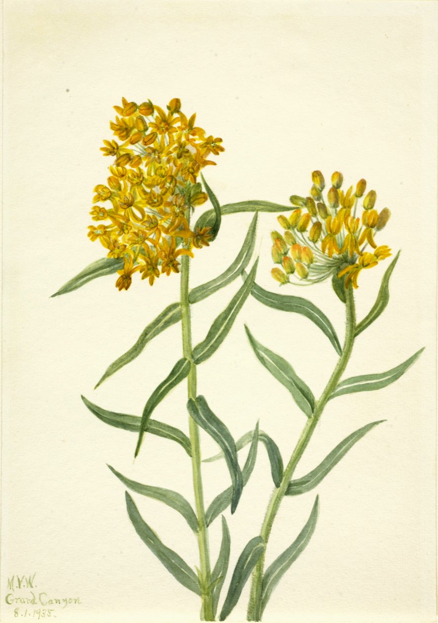 蝴蝶草Ascelpias tuberosa，1935。 作者 玛丽·沃克斯·沃尔科特