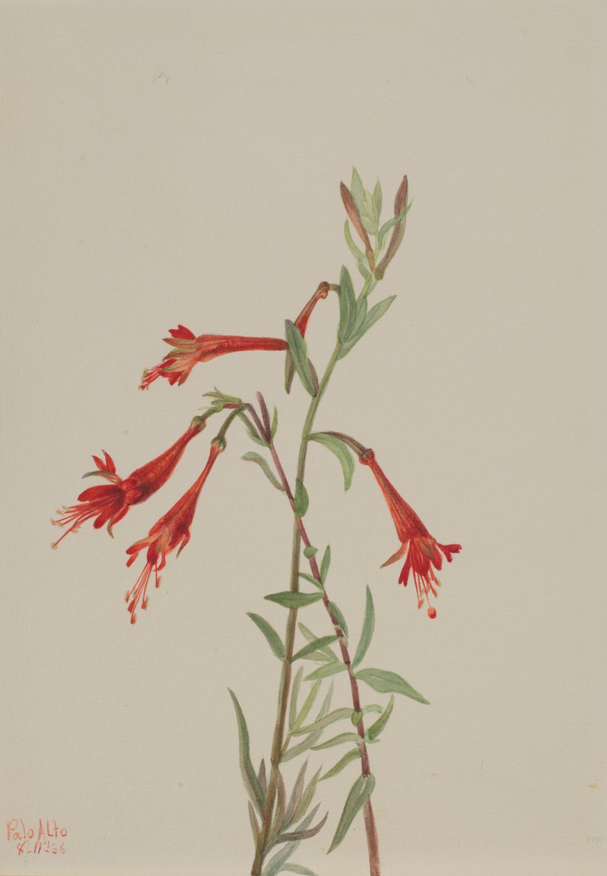 加州凤仙花（Zauschneria californica） 作者 玛丽·沃克斯·沃尔科特