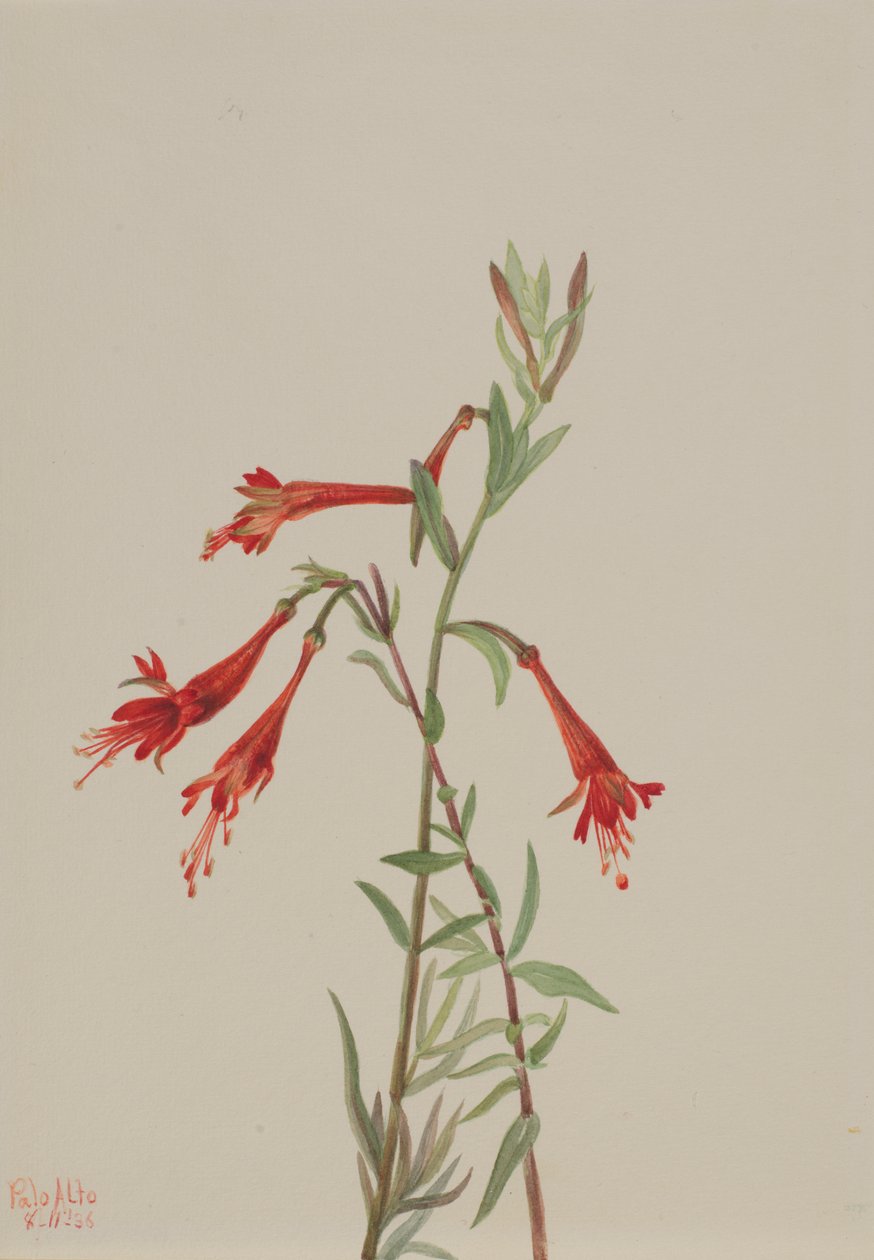 California Fuschia Zauschneria californica, 1936. 作者 玛丽·沃克斯·沃尔科特