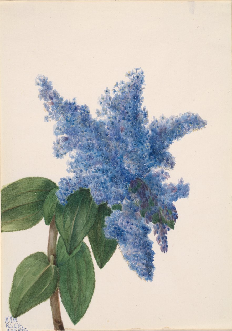 加州丁香 Ceanothus thyrsiflorus, 1935. 作者 玛丽·沃克斯·沃尔科特