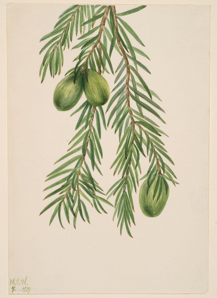 加州肉豆蔻（Tumion californicum） 作者 玛丽·沃克斯·沃尔科特