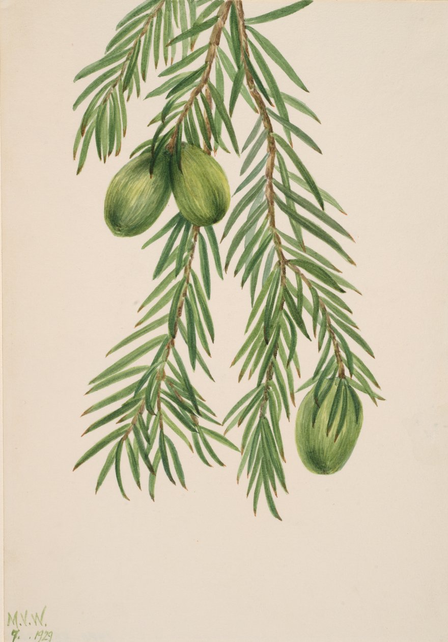 加州肉豆蔻 Tumion californicum, 1929. 作者 玛丽·沃克斯·沃尔科特