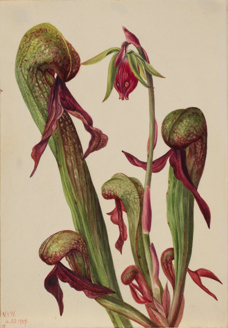 加州投手植物 Chrysamphora californica, 1924. 作者 玛丽·沃克斯·沃尔科特