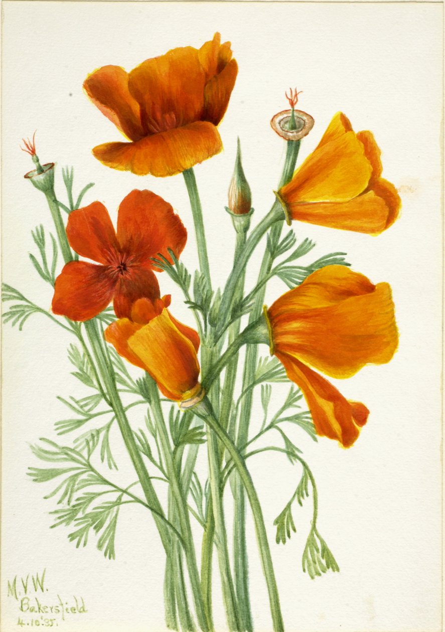 加州罂粟 Eschscholtzia californica, 1935. 作者 玛丽·沃克斯·沃尔科特