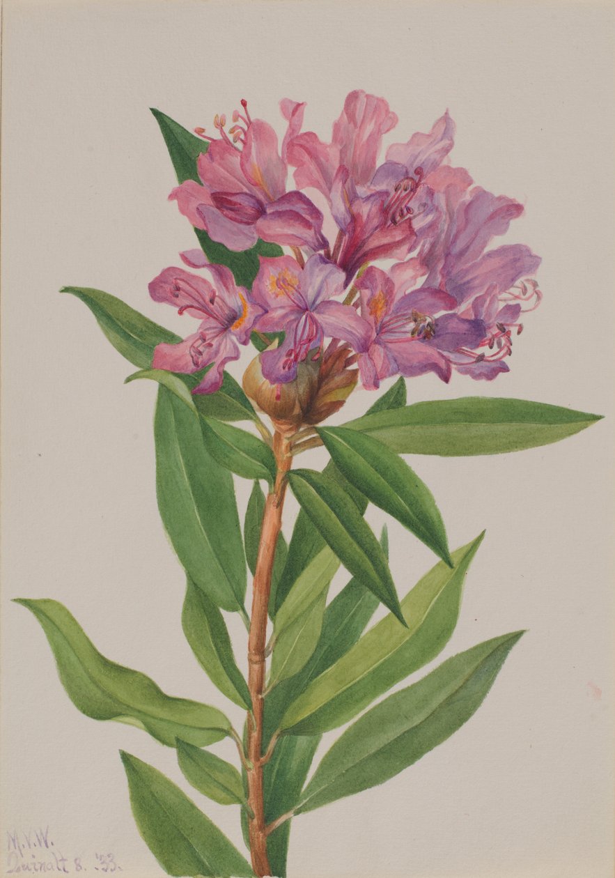 加州海湾玫瑰（Rhododendron californicum） 作者 玛丽·沃克斯·沃尔科特