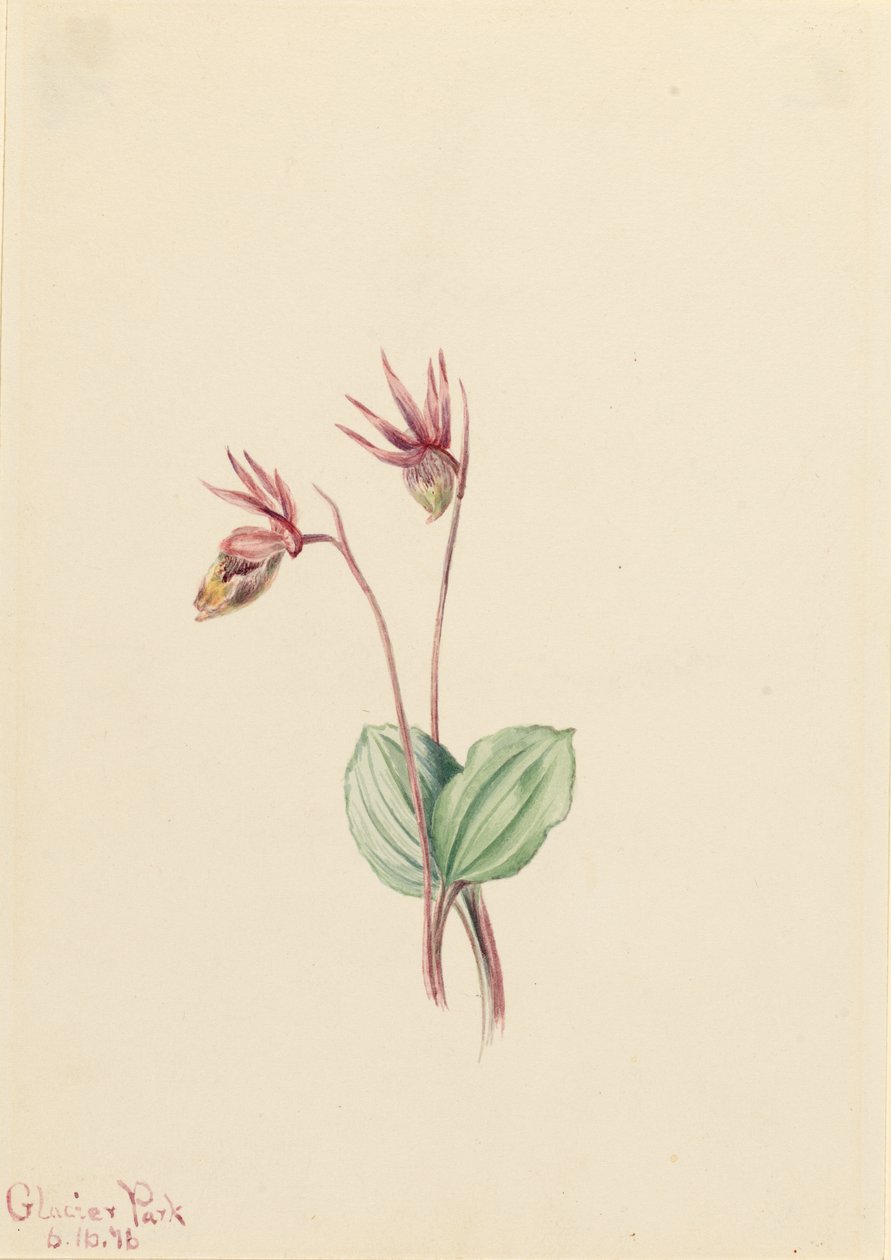 卡利普索（Cytherea bulbosa) 作者 玛丽·沃克斯·沃尔科特