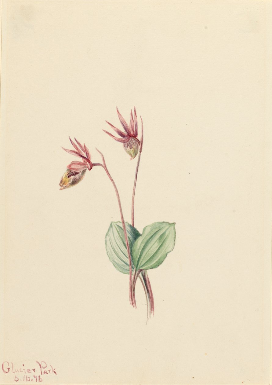 Calypso Cytherea bulbosa, 1916. 作者 玛丽·沃克斯·沃尔科特